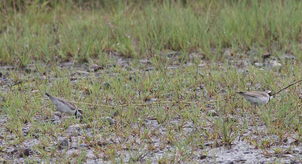 Little Ringed Plover - ML620804803