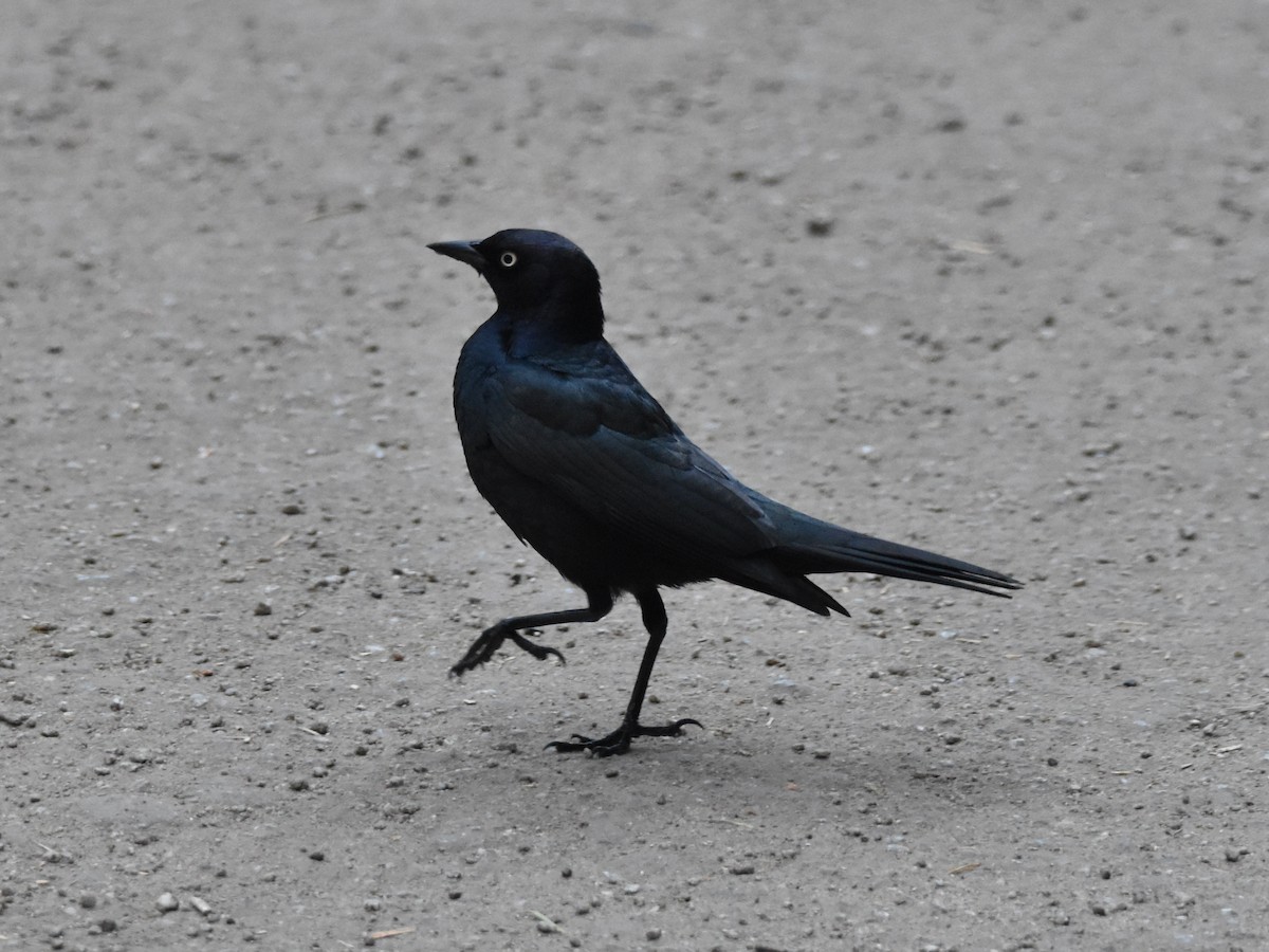 Brewer's Blackbird - ML620804812