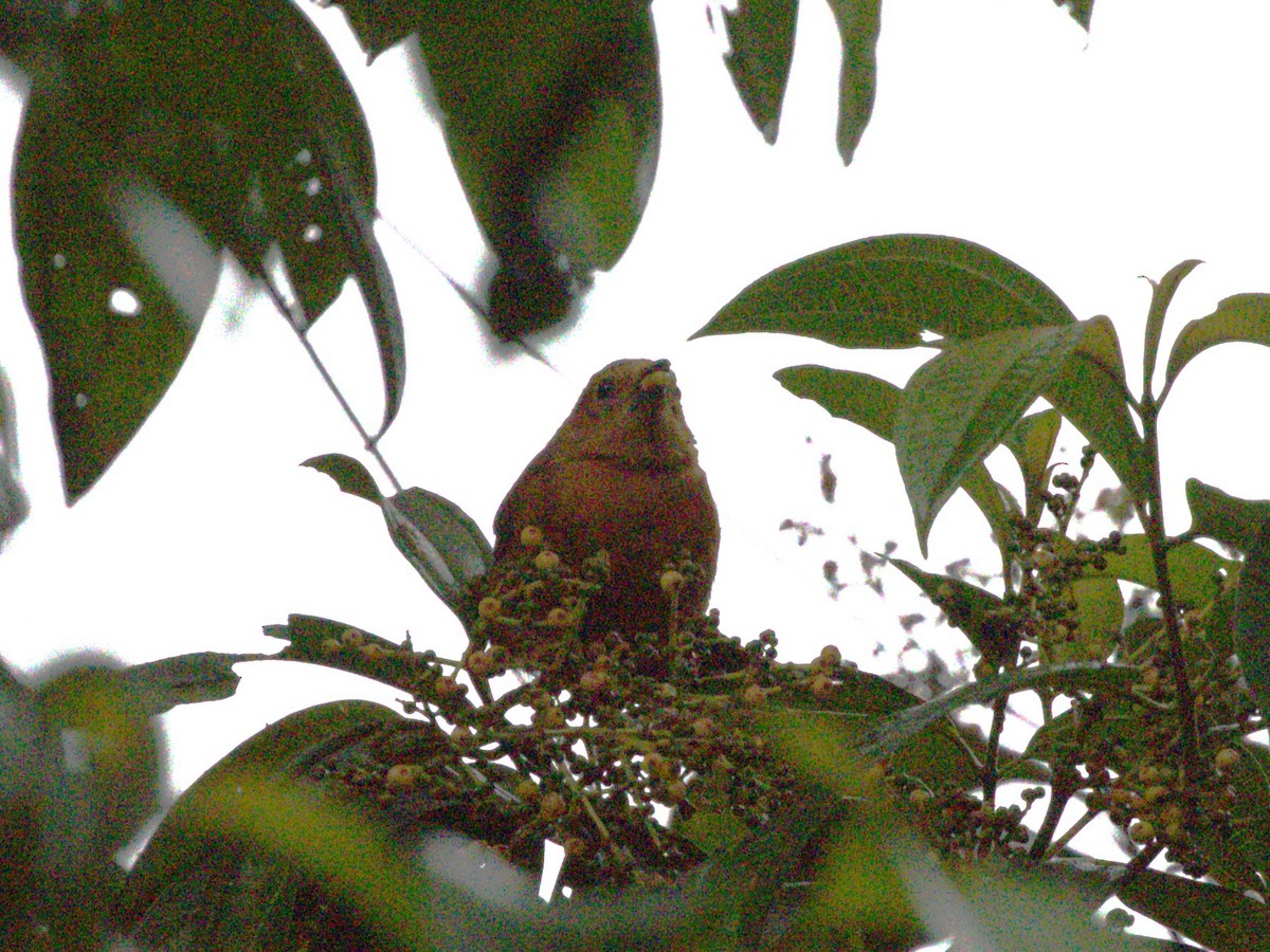 passerine sp. - ML620804818