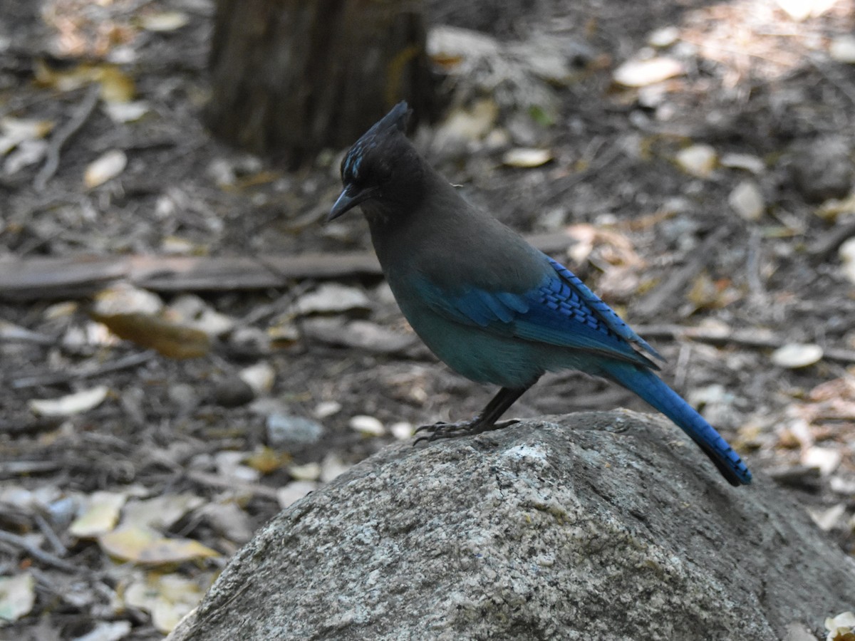 Steller's Jay - ML620804820