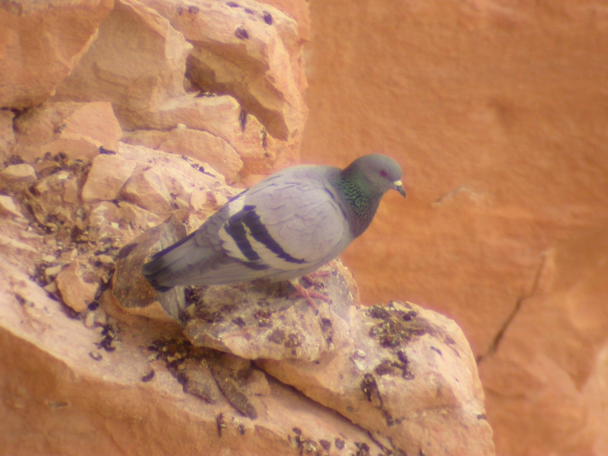 Rock Pigeon (Wild type) - ML620804828