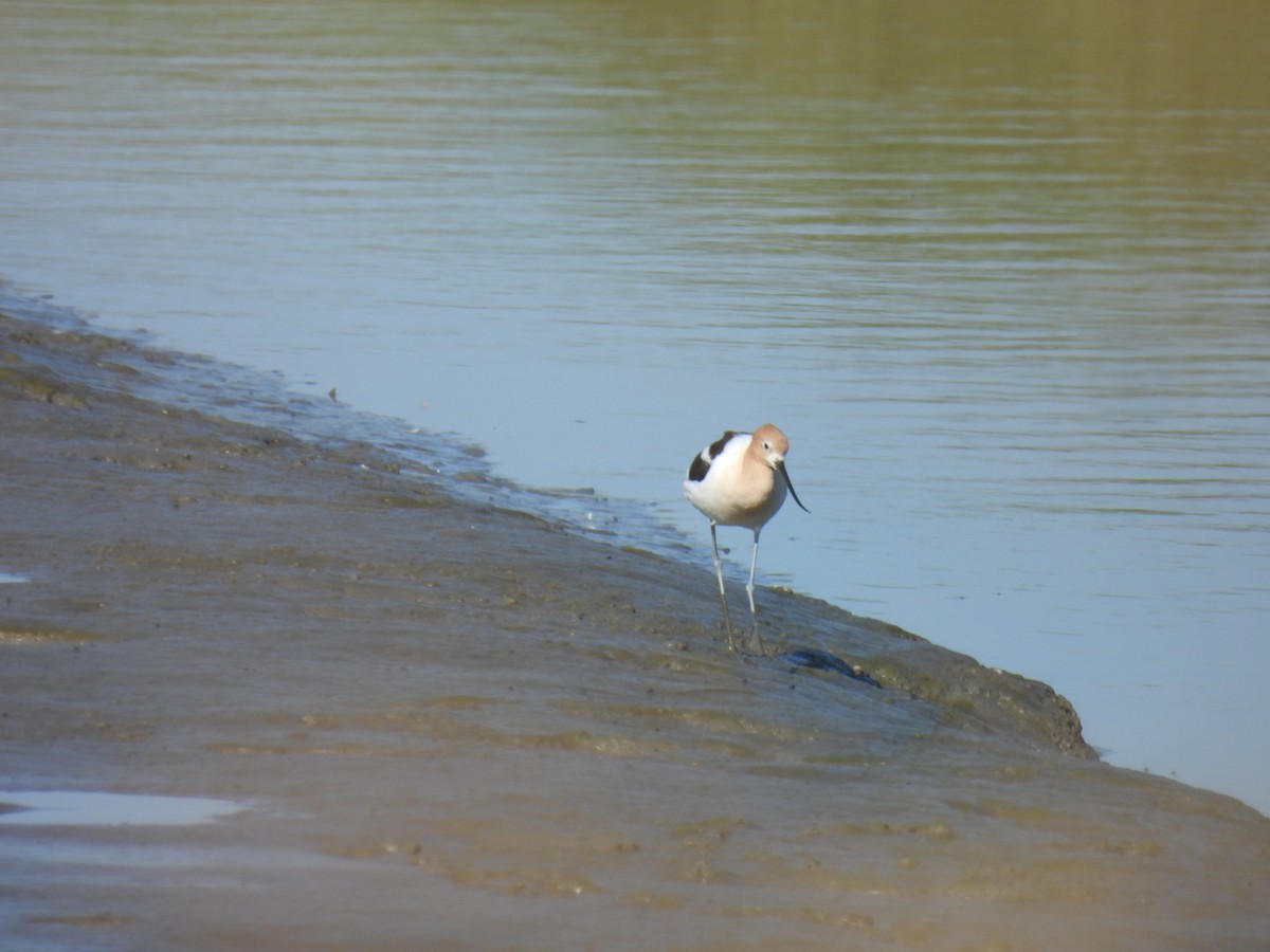 Avoceta Americana - ML620804829