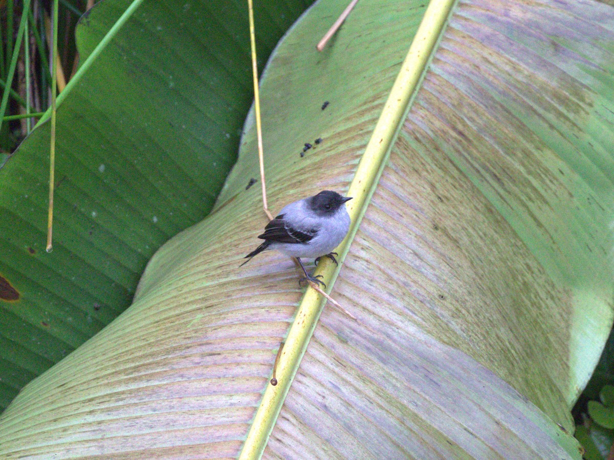 Torrent Tyrannulet - ML620804830