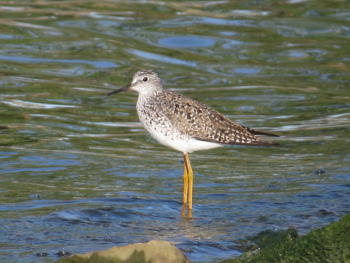 Lesser Yellowlegs - ML620804831