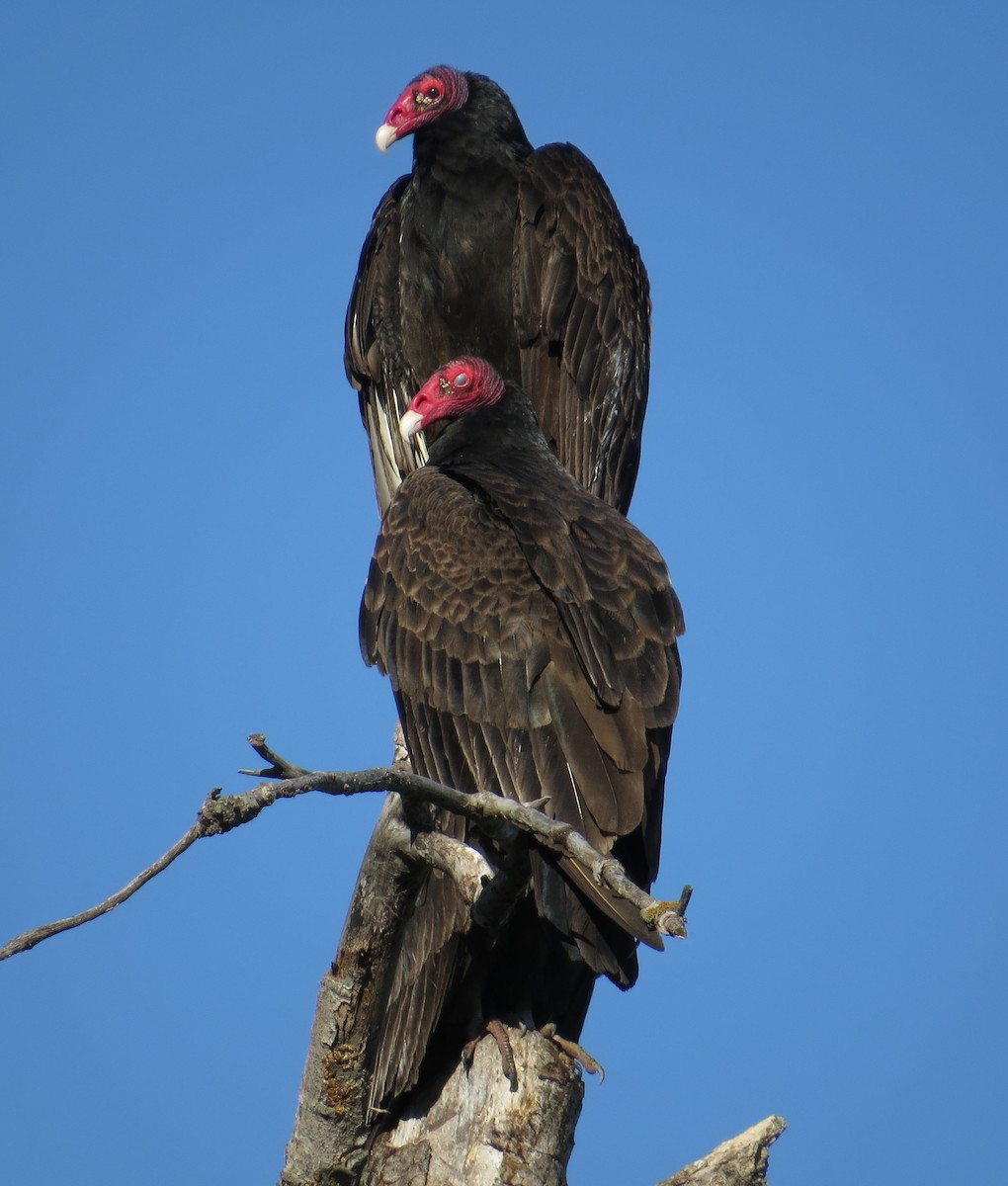 Turkey Vulture - ML620804838
