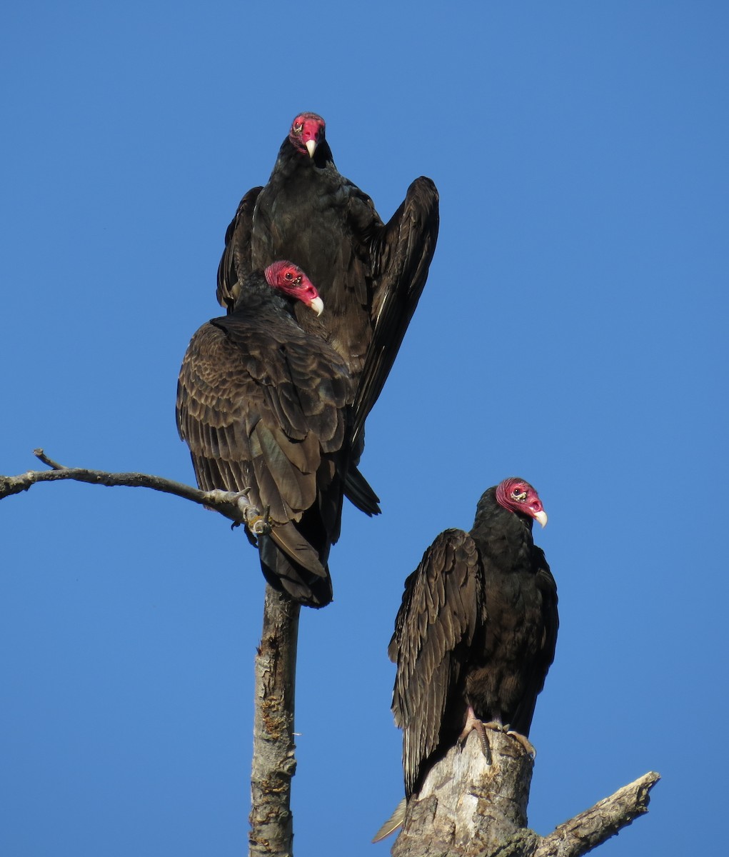Turkey Vulture - ML620804840