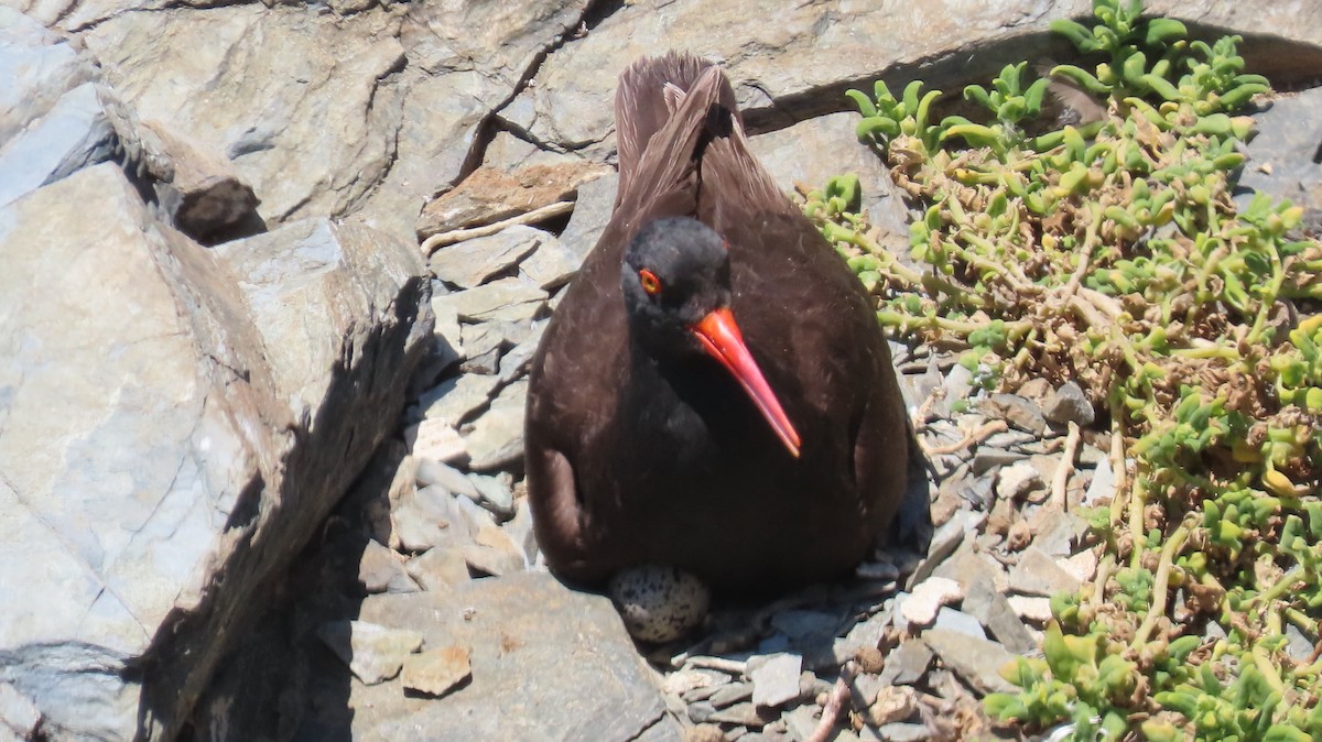 Black Oystercatcher - ML620804844