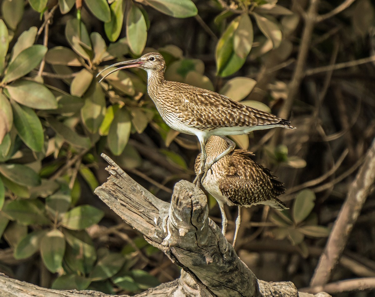 Regenbrachvogel - ML620804846