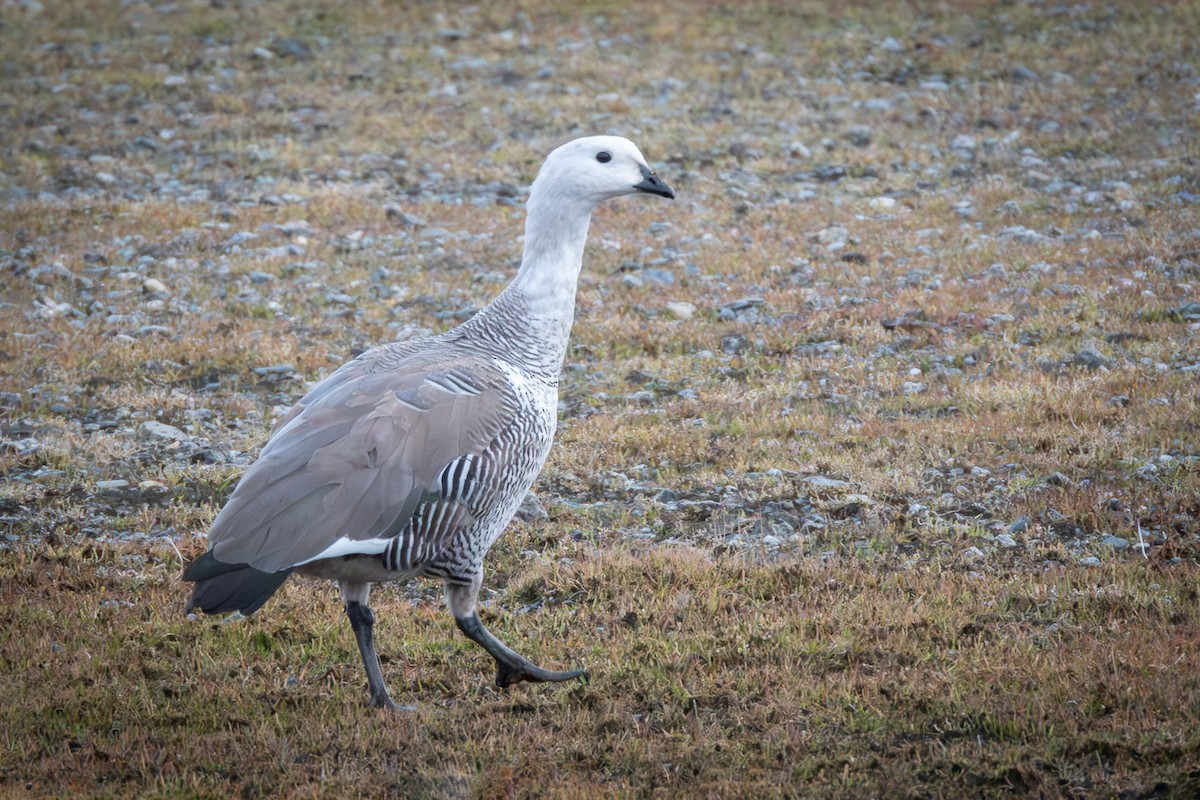 Upland Goose - ML620804850