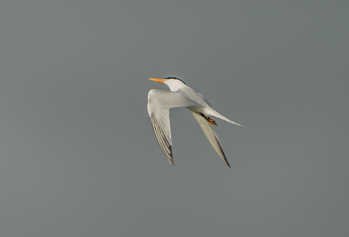 West African Crested Tern - ML620804852