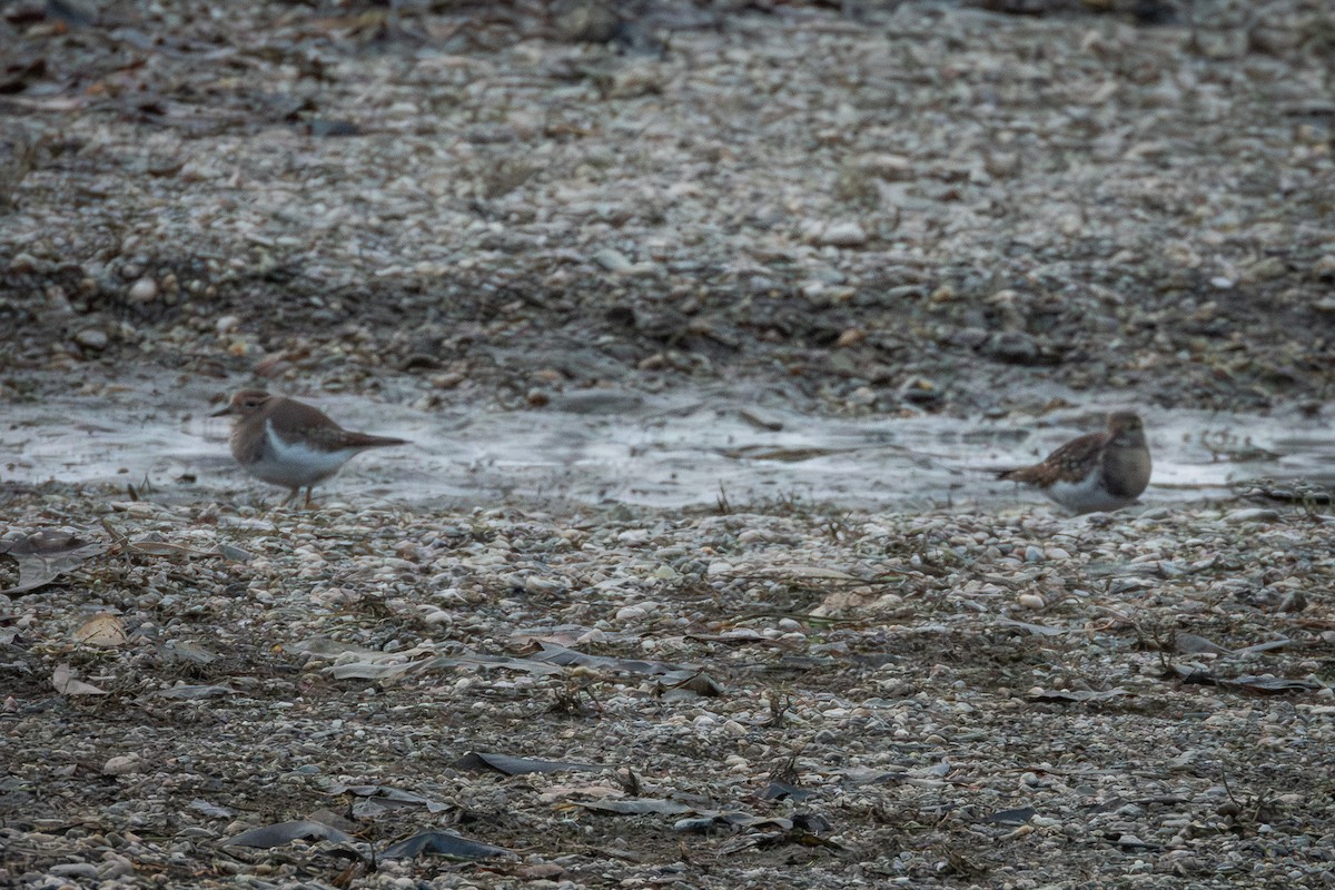 Rufous-chested Dotterel - ML620804853