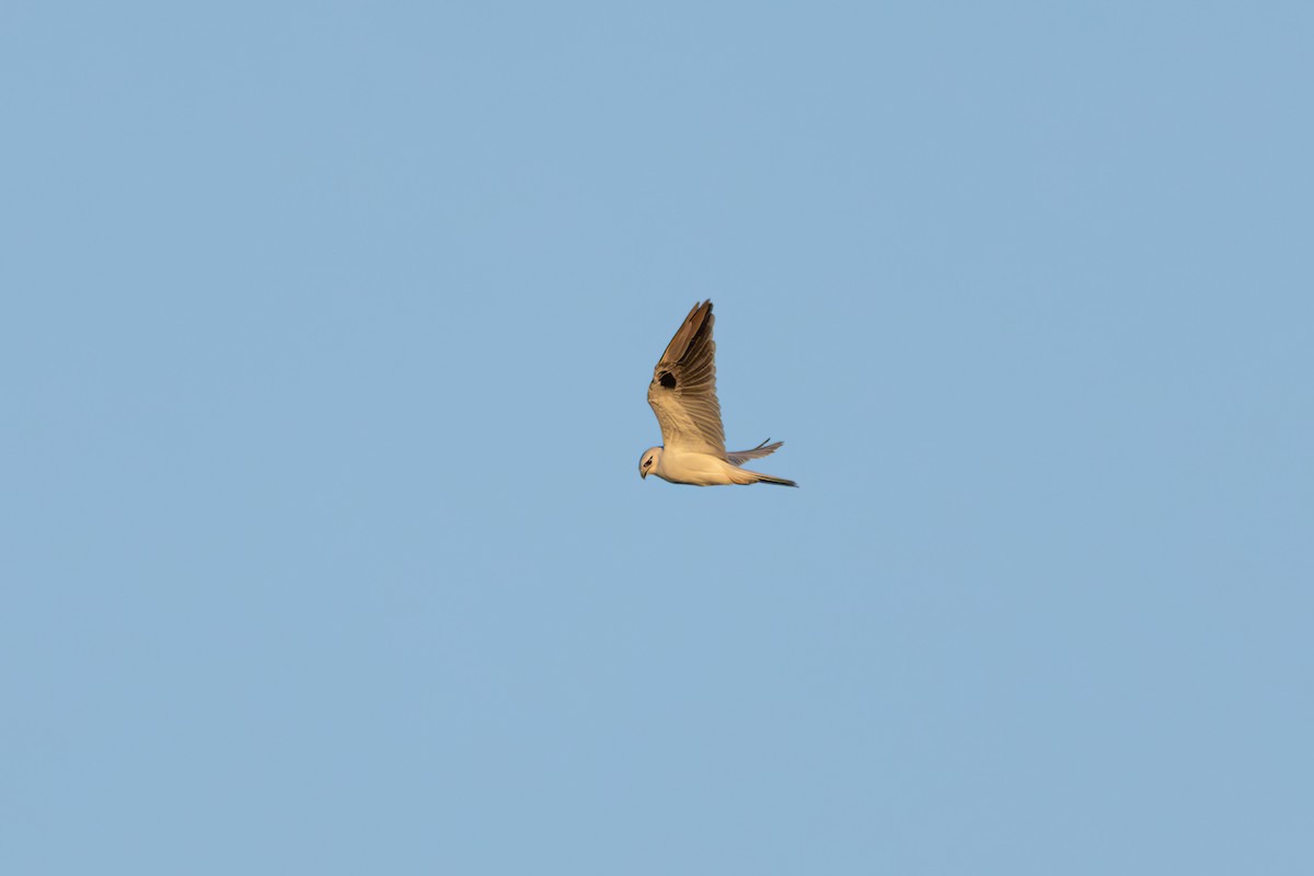 Black-shouldered Kite - ML620804860