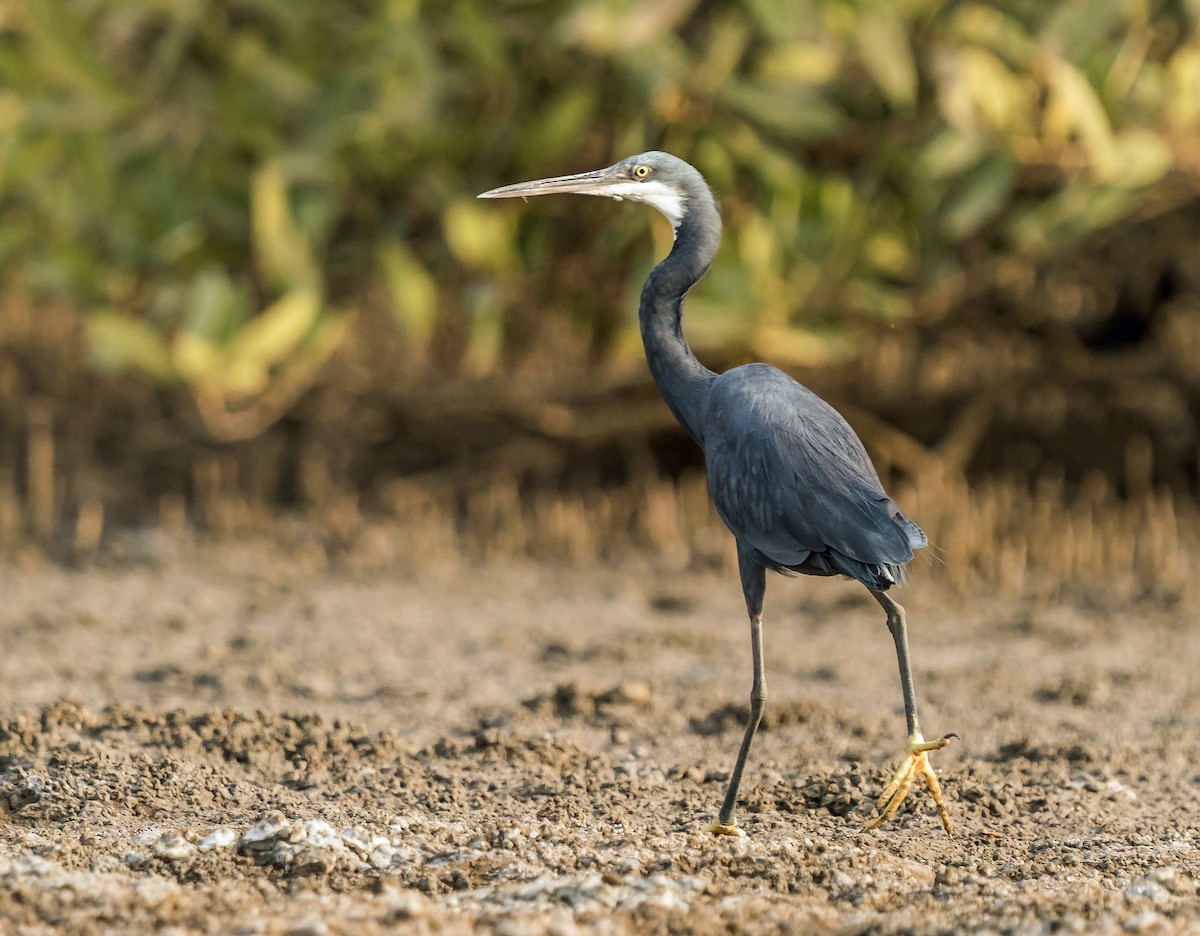 Western Reef-Heron - Russell Scott