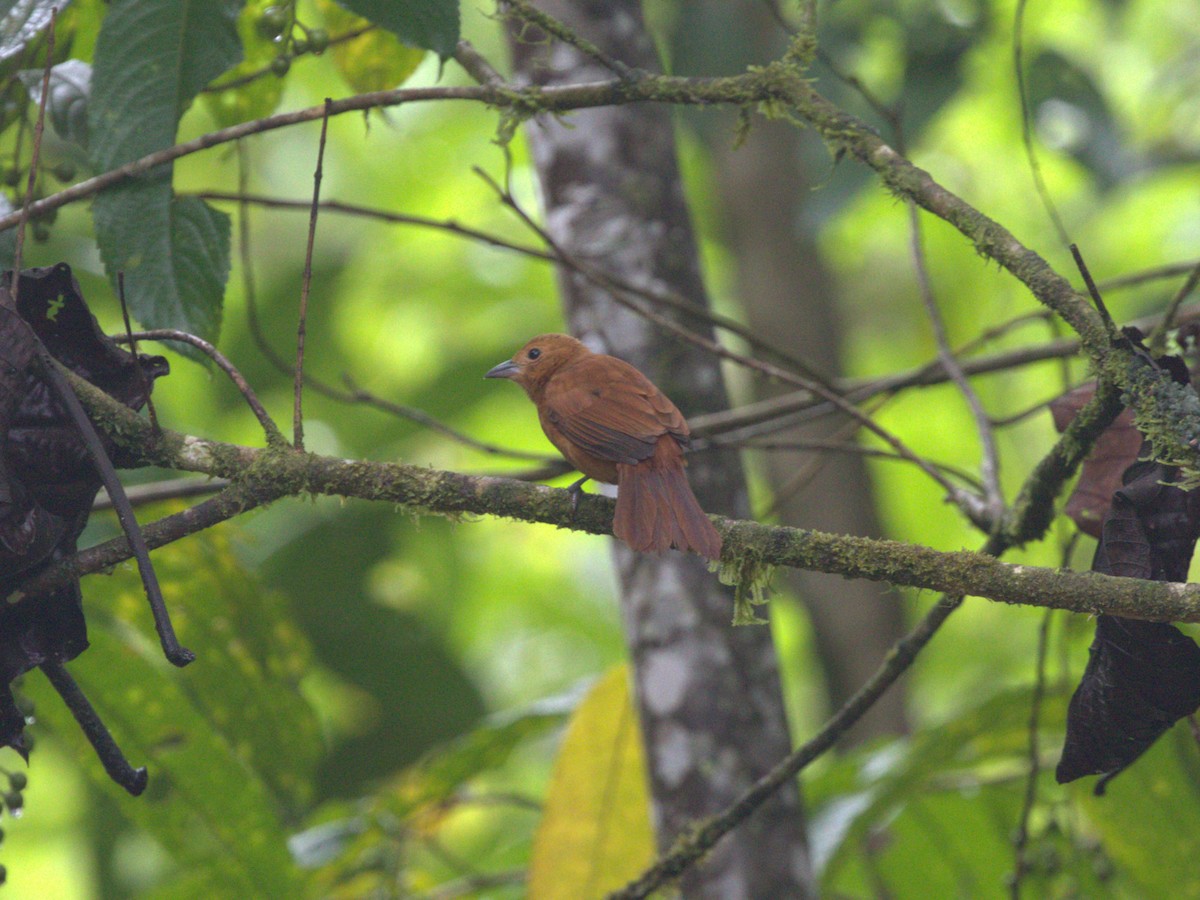 White-lined Tanager - ML620804870