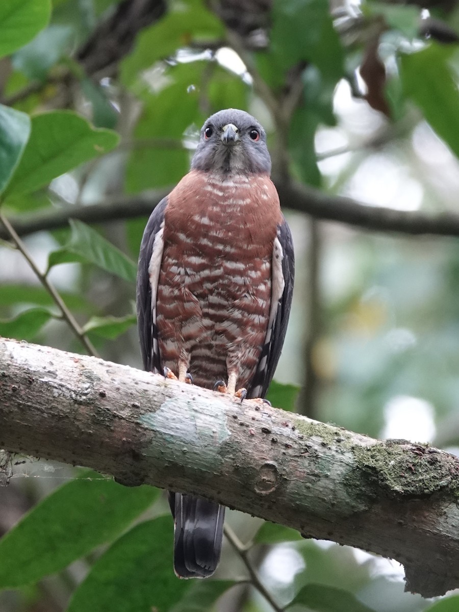 Double-toothed Kite - ML620804872