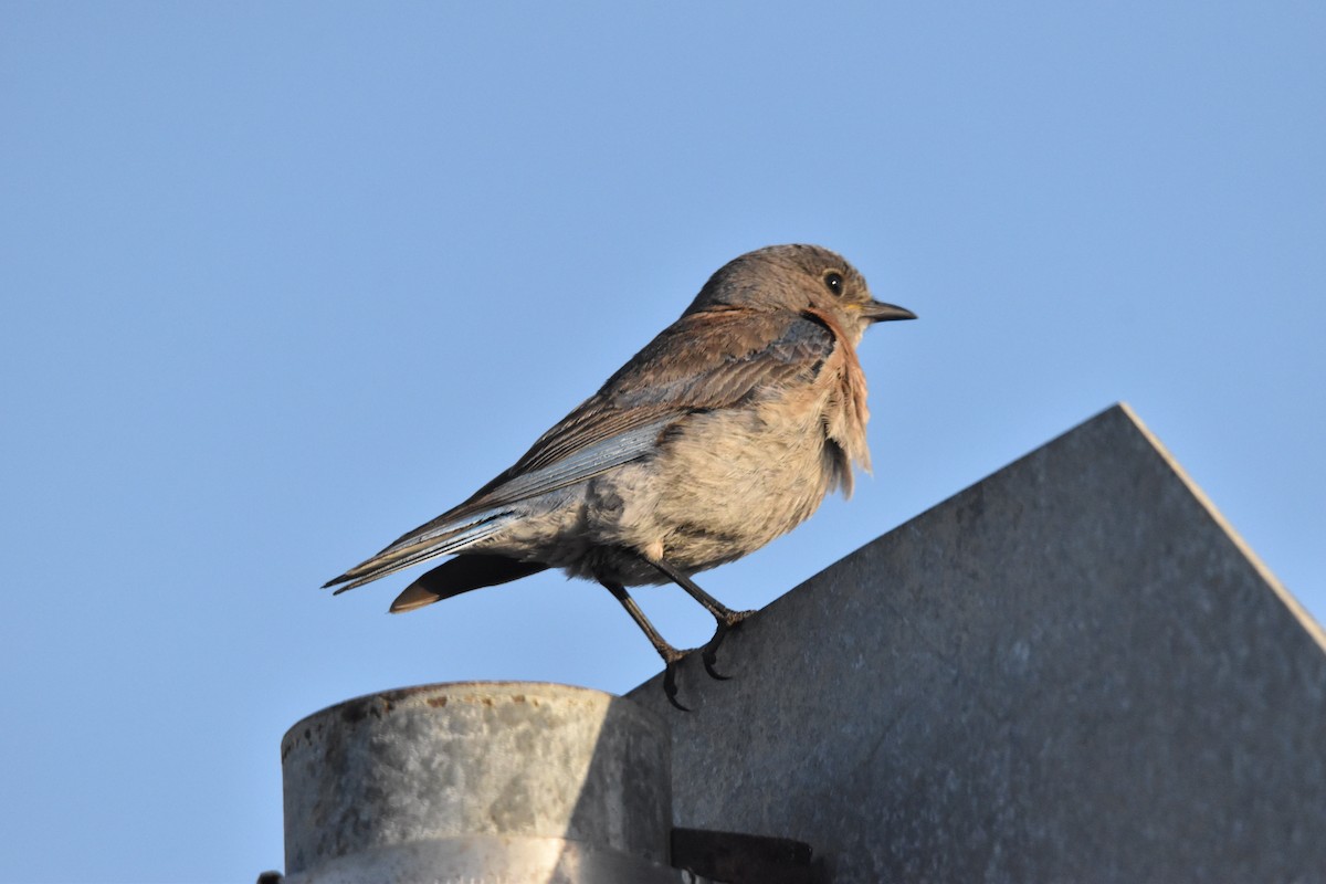 Western Bluebird - ML620804874