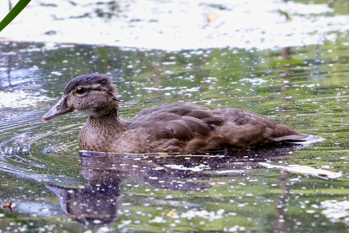 Wood Duck - ML620804877