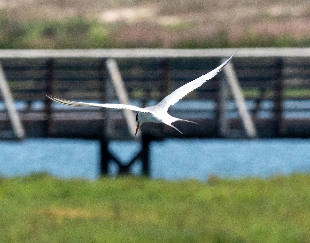 Forster's Tern - ML620804878