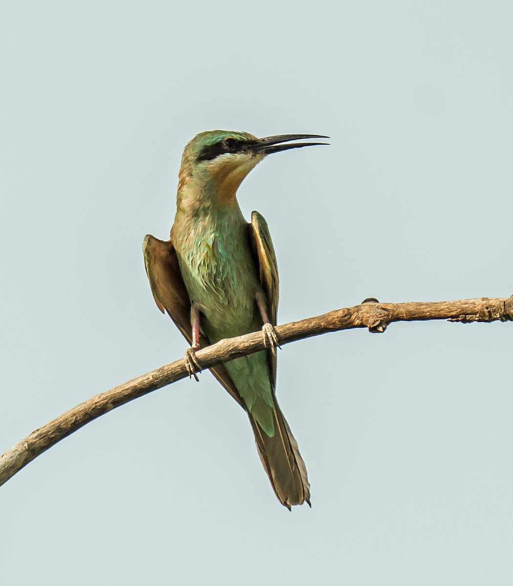 Blue-cheeked Bee-eater - ML620804894