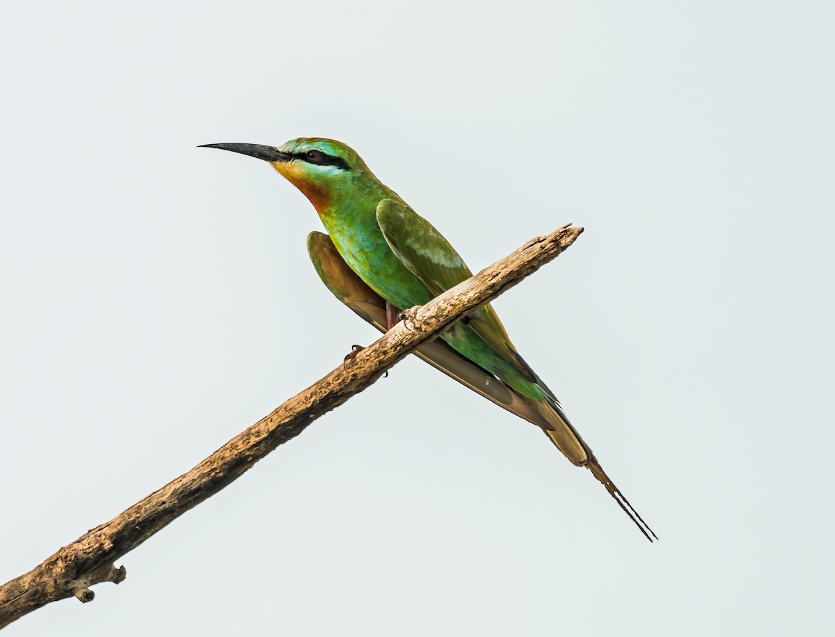 Blue-cheeked Bee-eater - ML620804895
