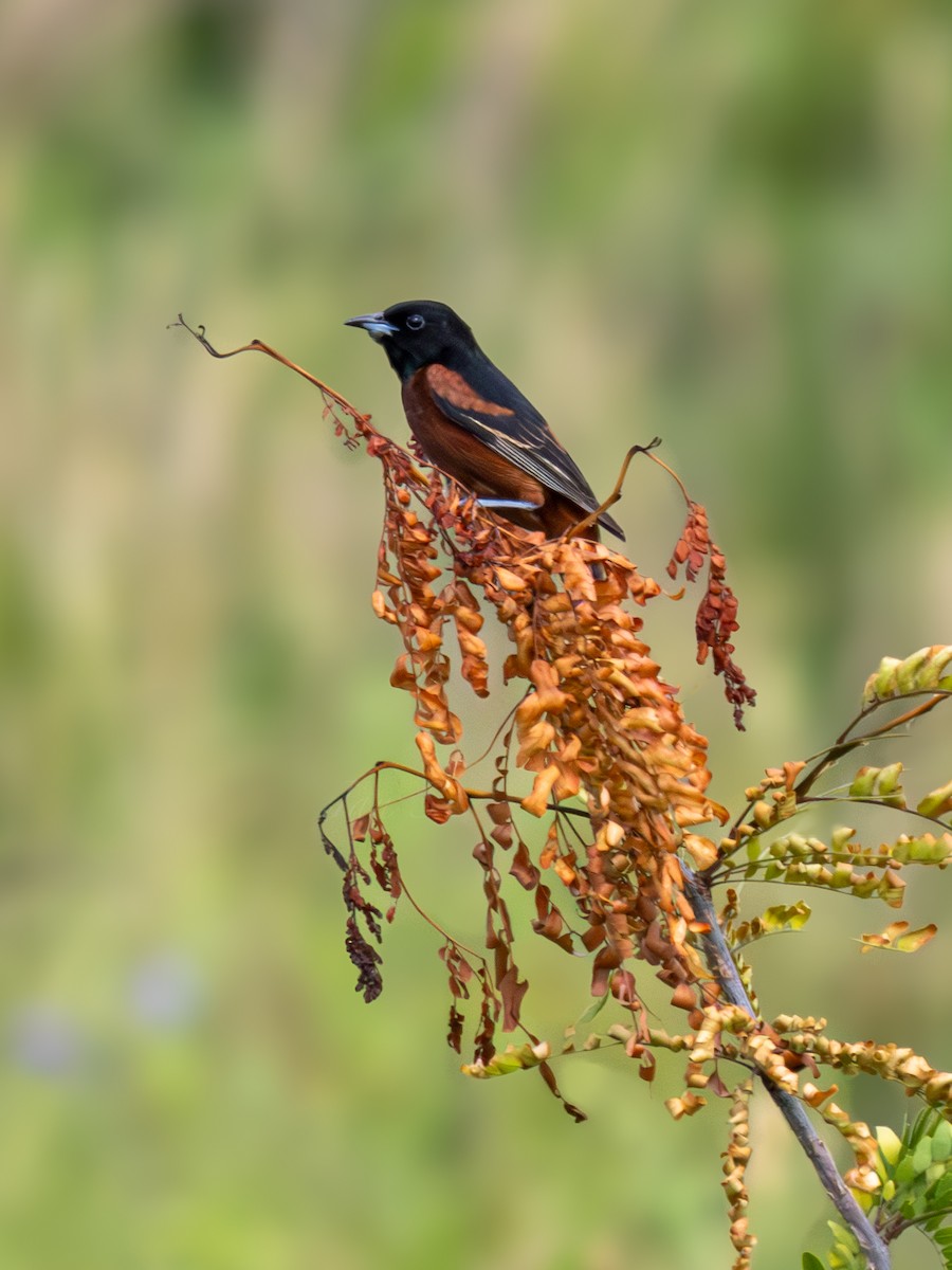 Orchard Oriole - ML620804898