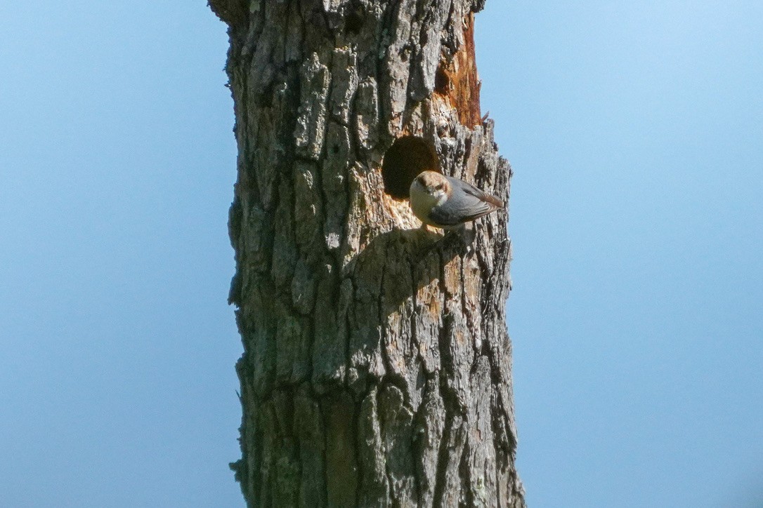 Brown-headed Nuthatch - ML620804899