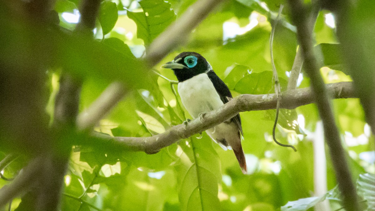 Visayan Broadbill - ML620804904