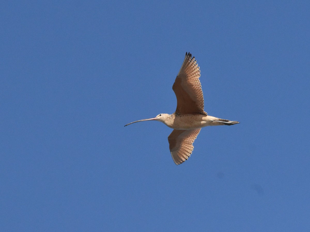 Long-billed Curlew - ML620804908