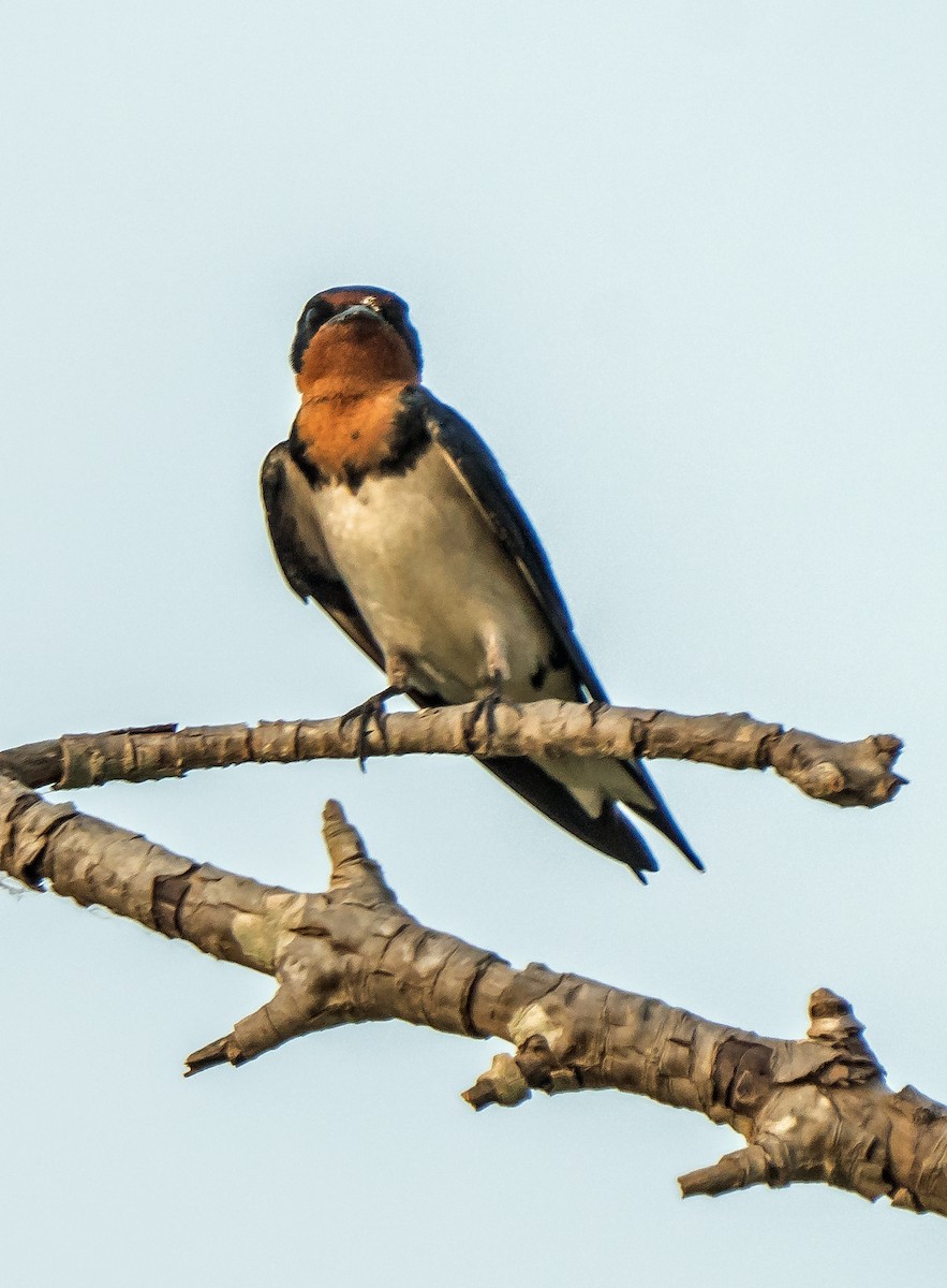 Red-chested Swallow - ML620804910