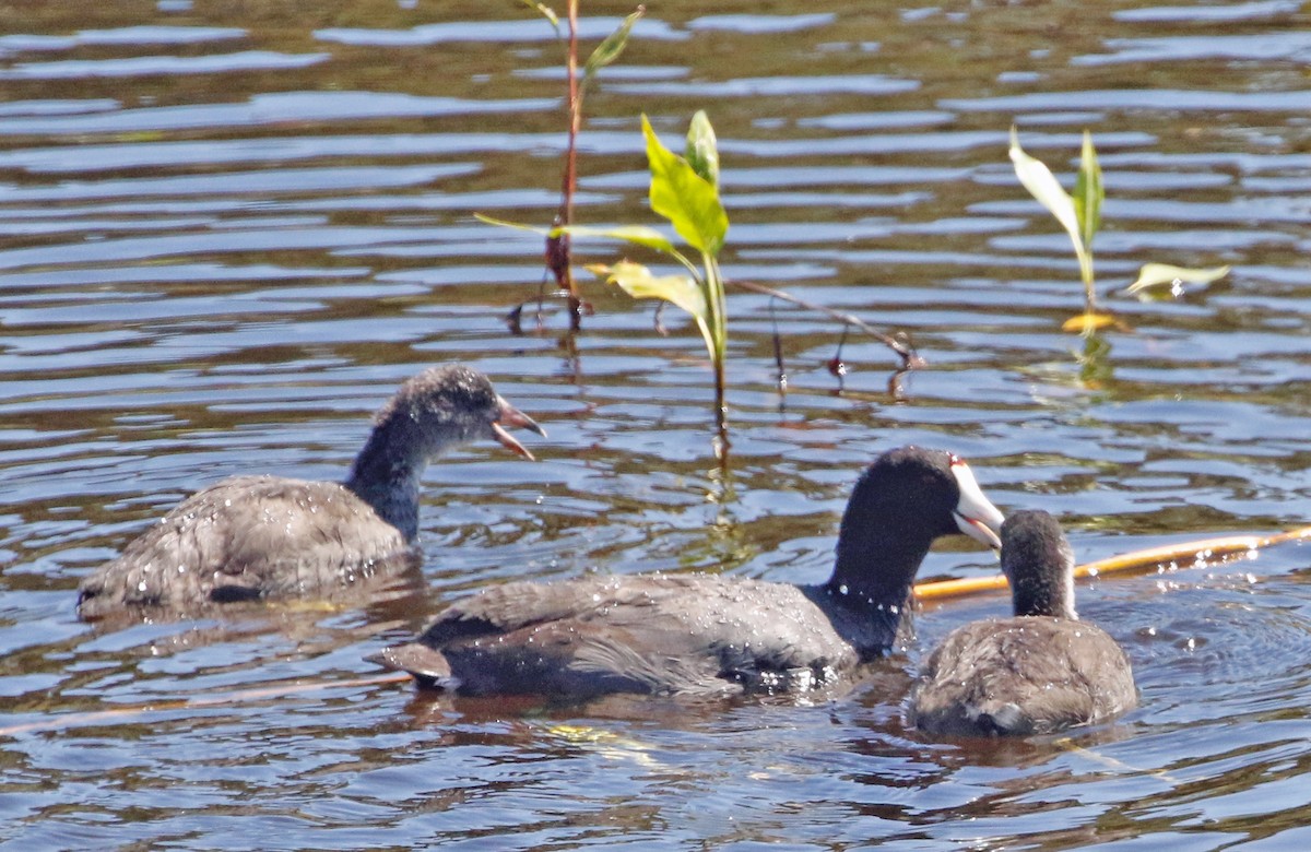 American Coot (Red-shielded) - ML620804914
