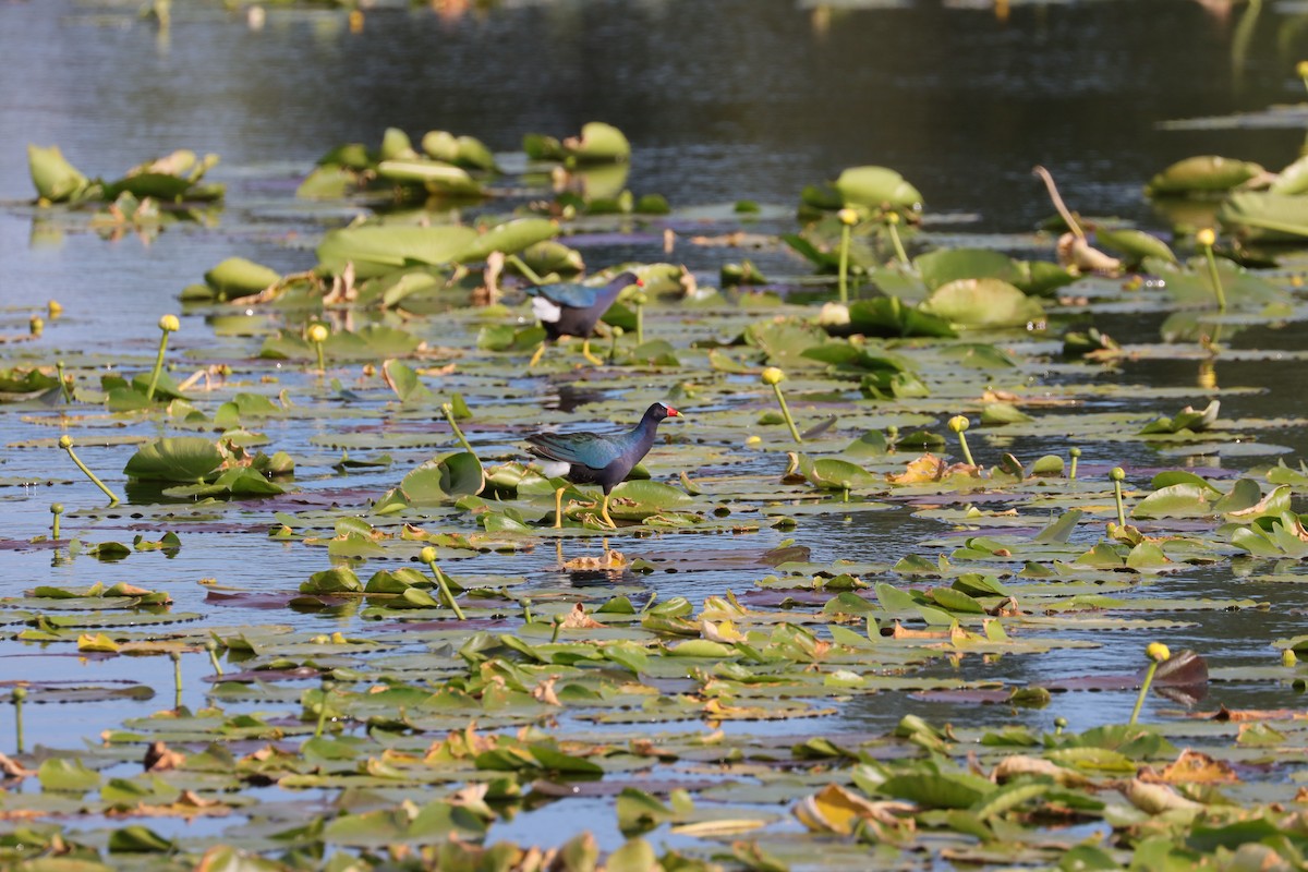 Purple Gallinule - Robert Stewart