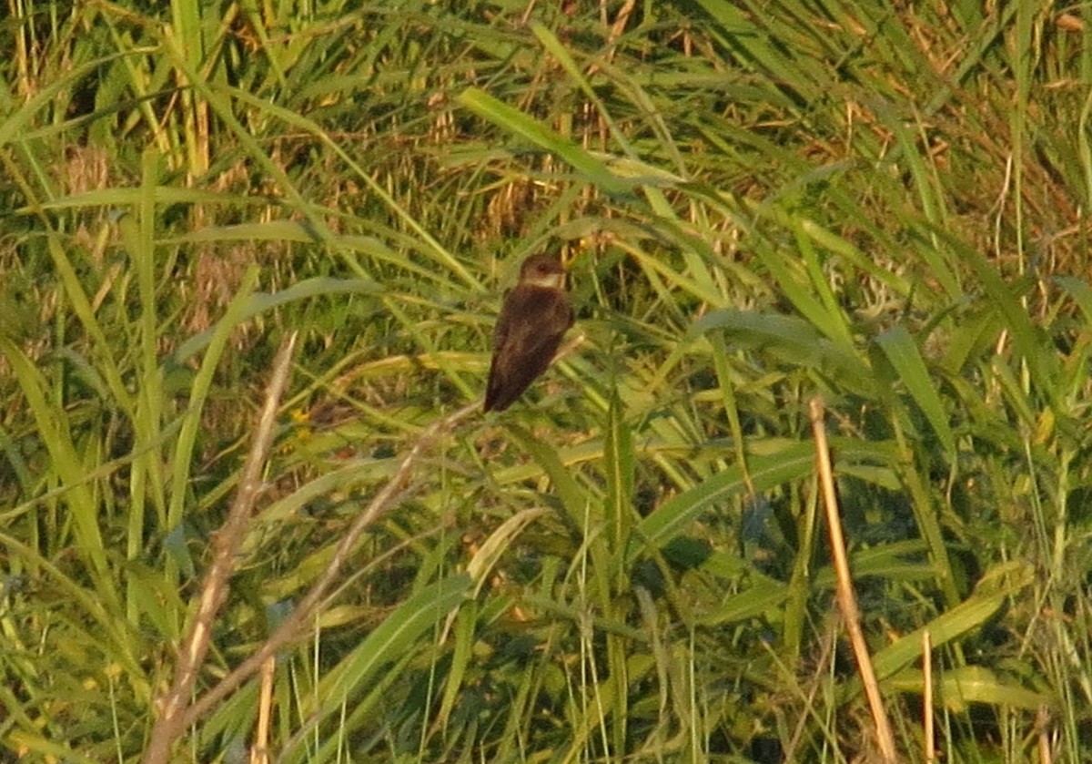 Golondrina Aserrada - ML620804924