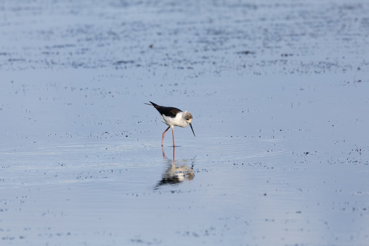 Pied Stilt - ML620804933