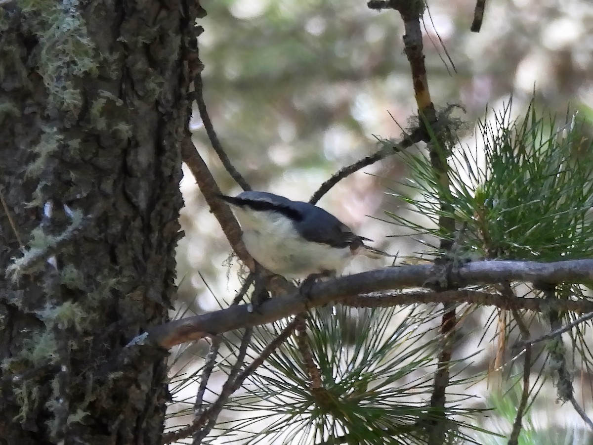 Eurasian Nuthatch - ML620804935