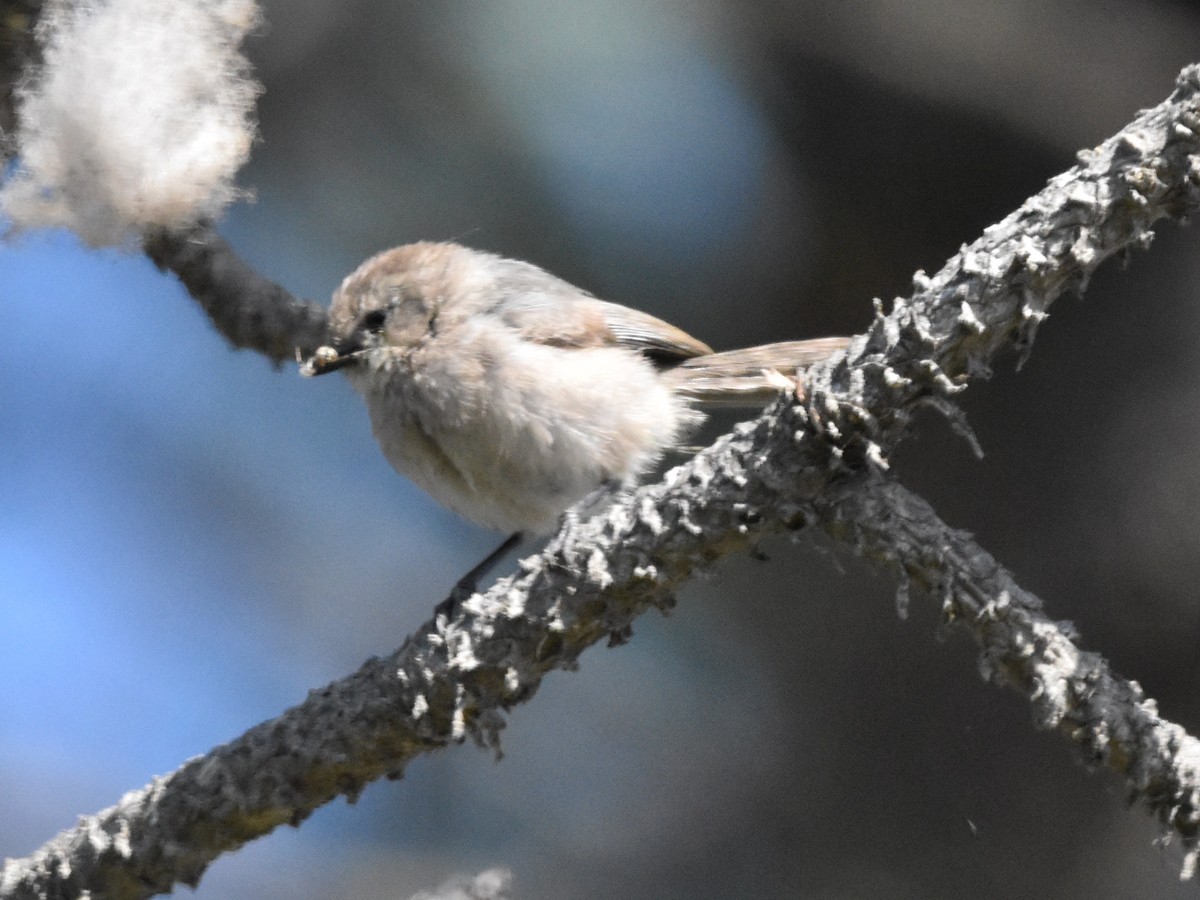 Bushtit - ML620804941