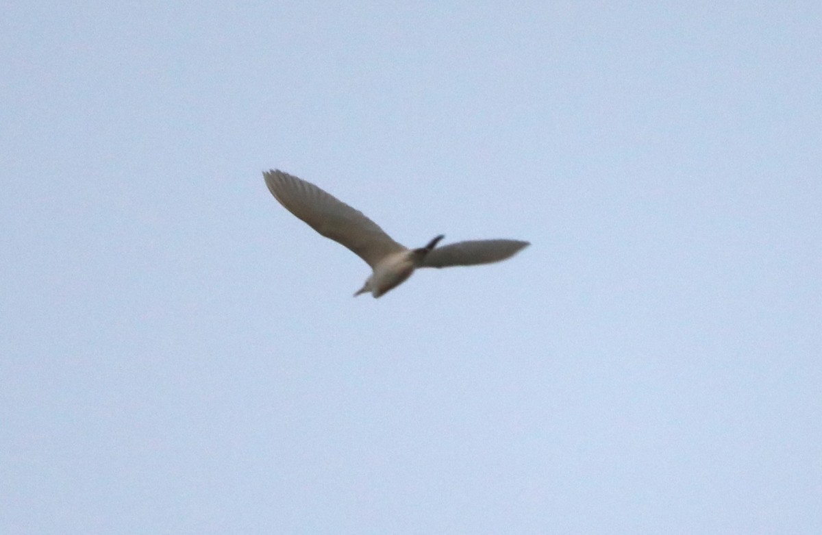 Western Cattle-Egret - ML620804943