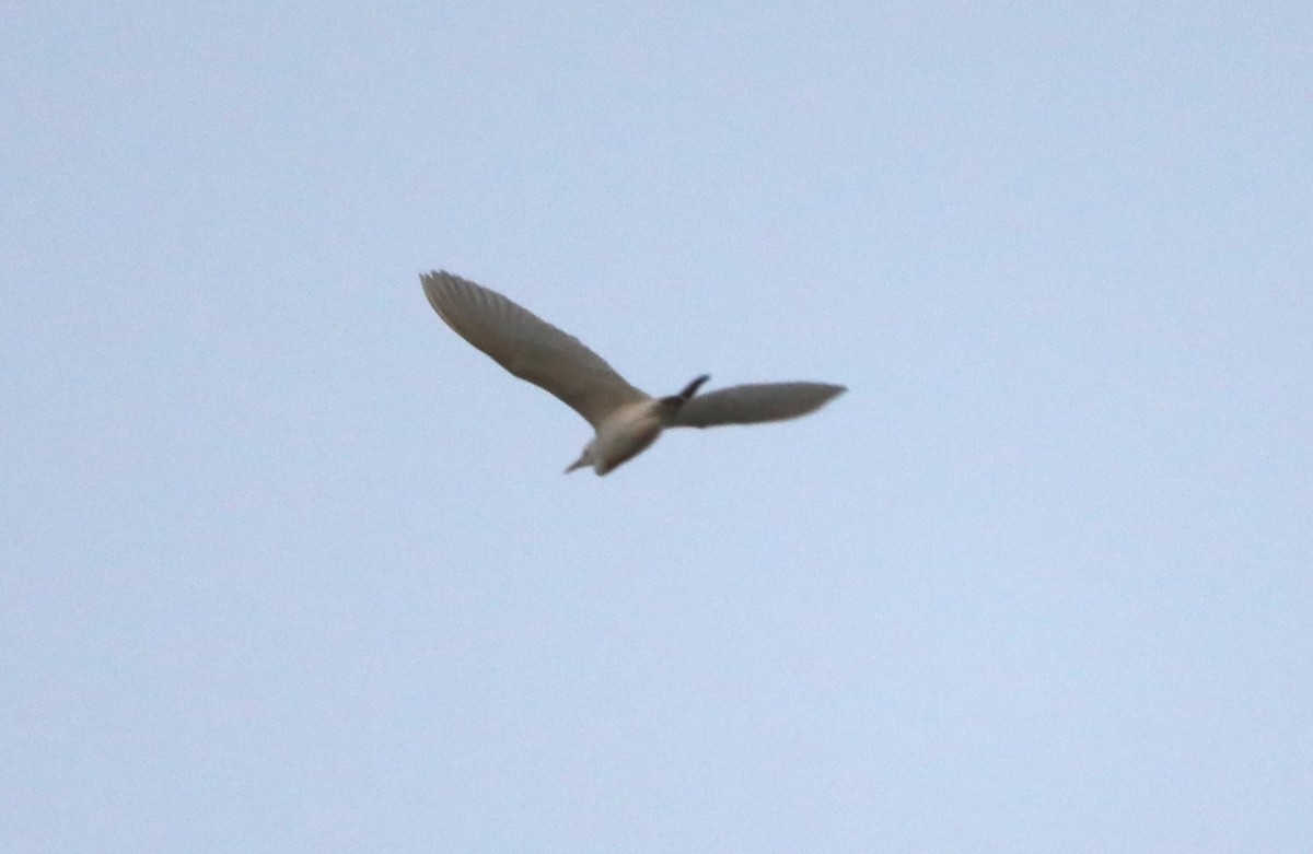 Western Cattle Egret - ML620804943