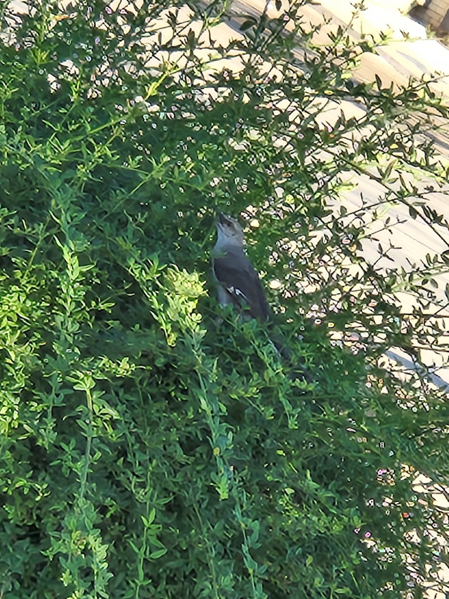 Northern Mockingbird - ML620804948