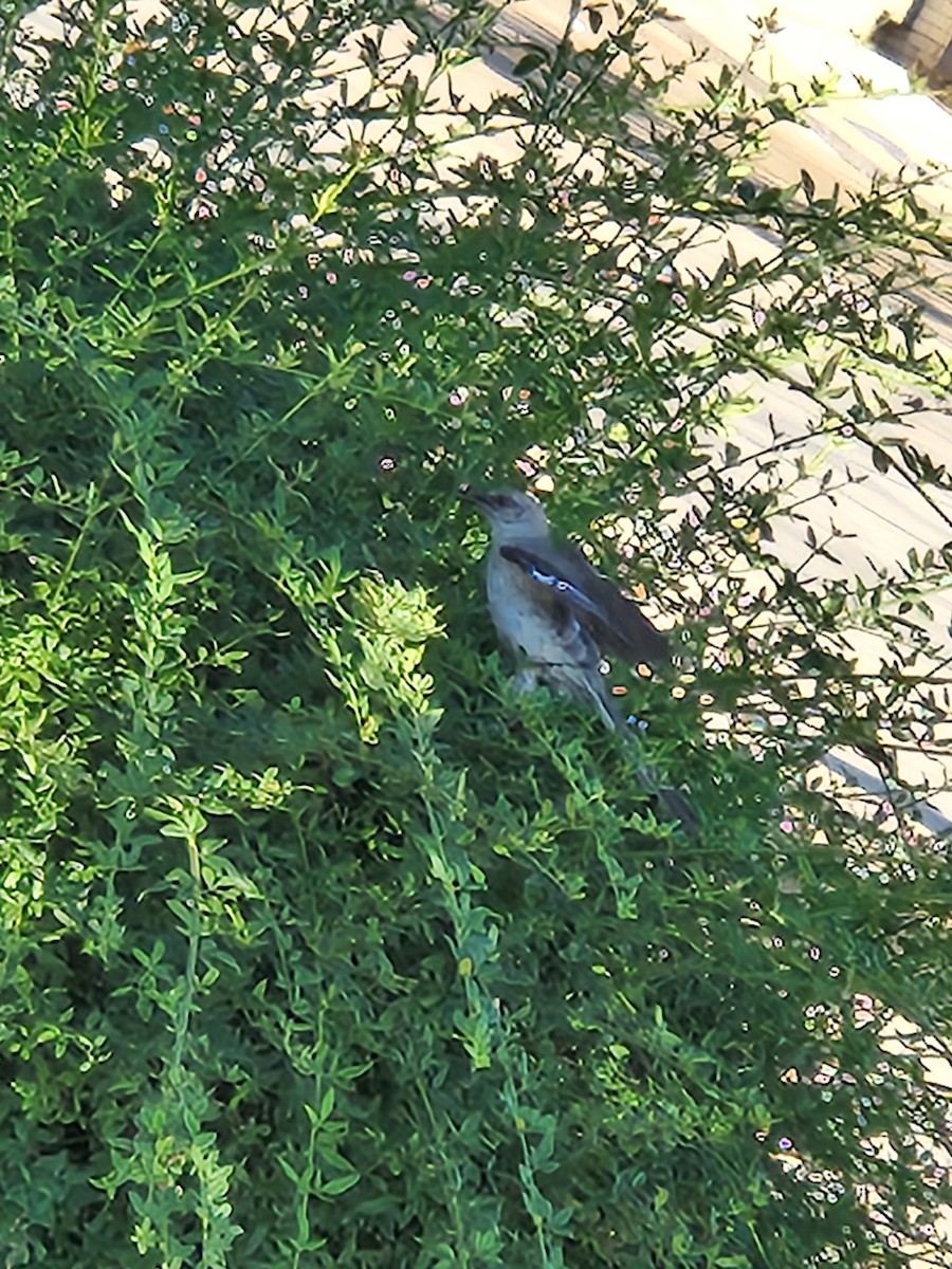 Northern Mockingbird - ML620804949