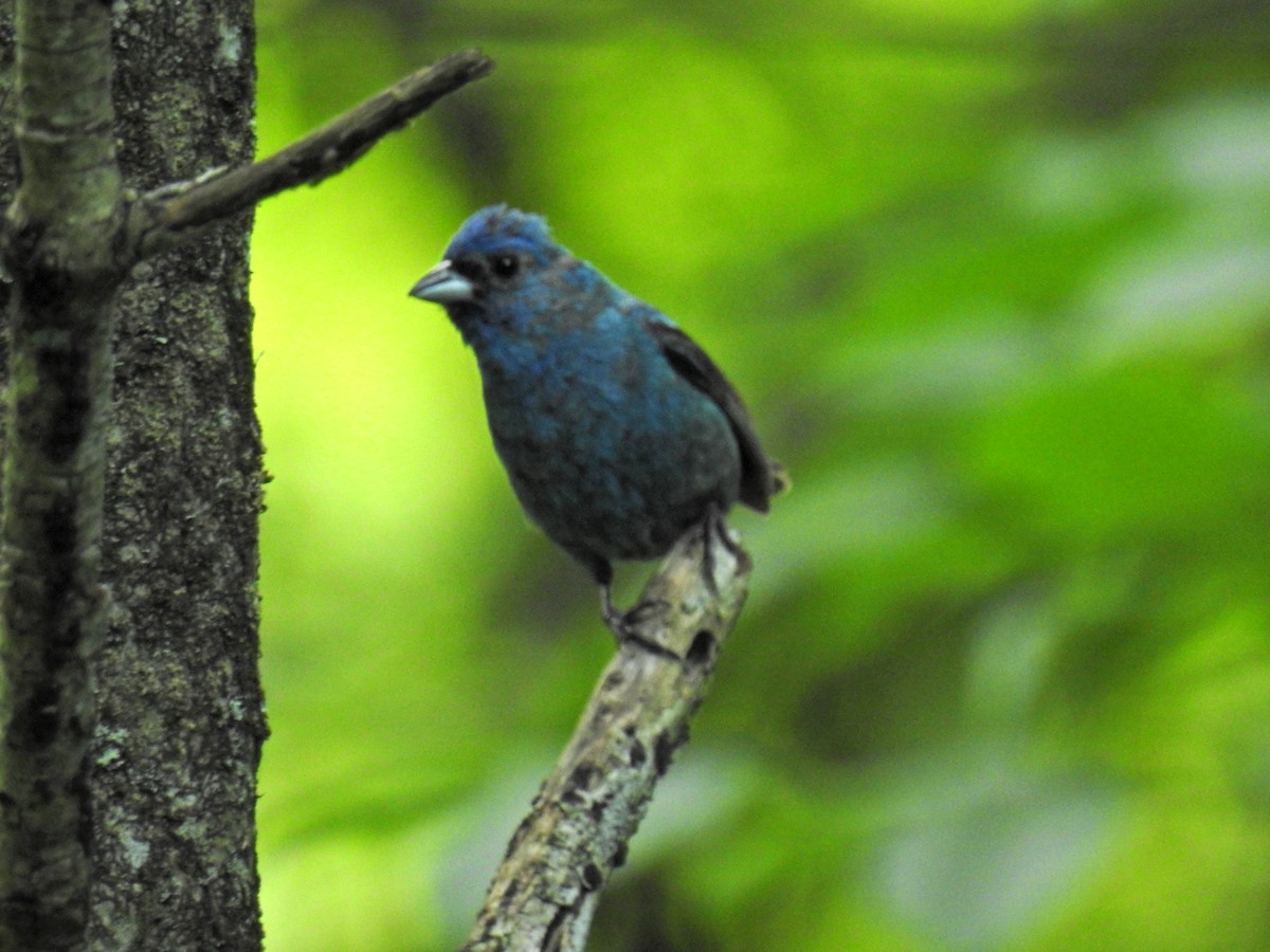 Indigo Bunting - ML620804952