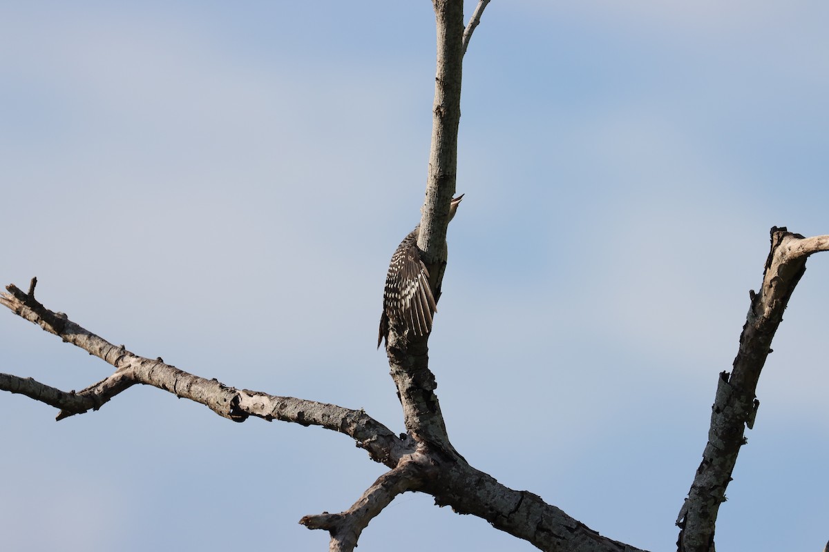 Red-bellied Woodpecker - Robert Stewart