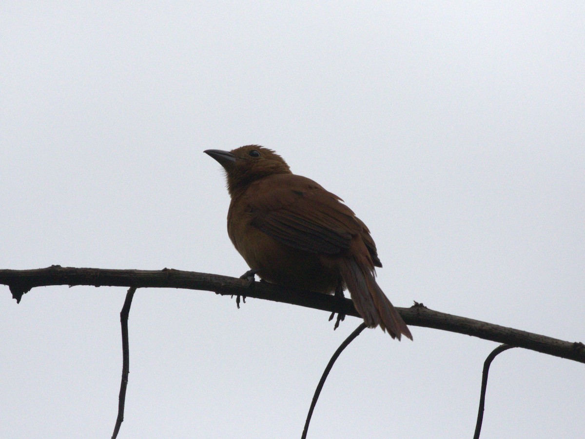 White-lined Tanager - ML620804954