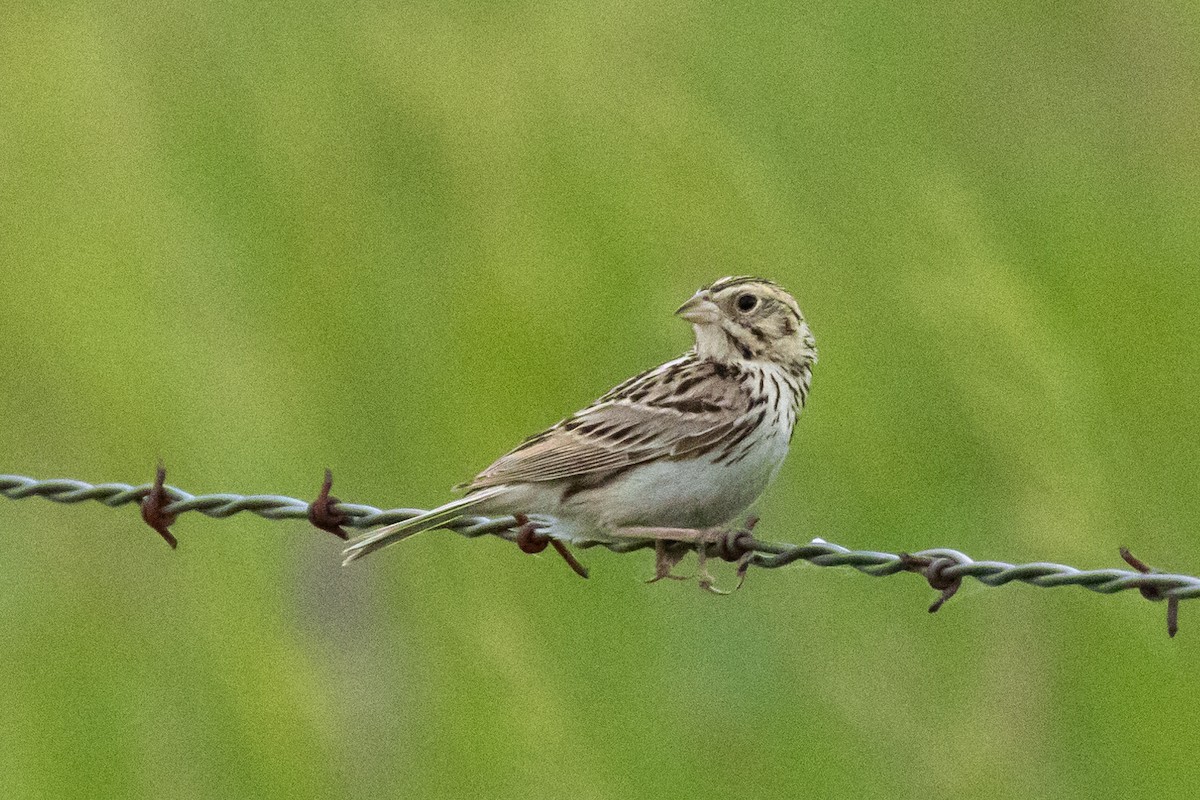 Baird's Sparrow - ML620804955