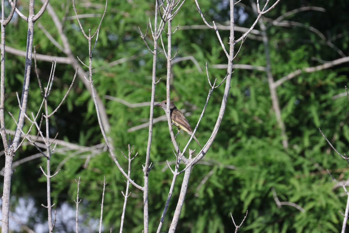 Great Crested Flycatcher - ML620804956