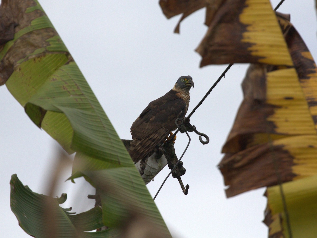 Hook-billed Kite (Hook-billed) - ML620804958