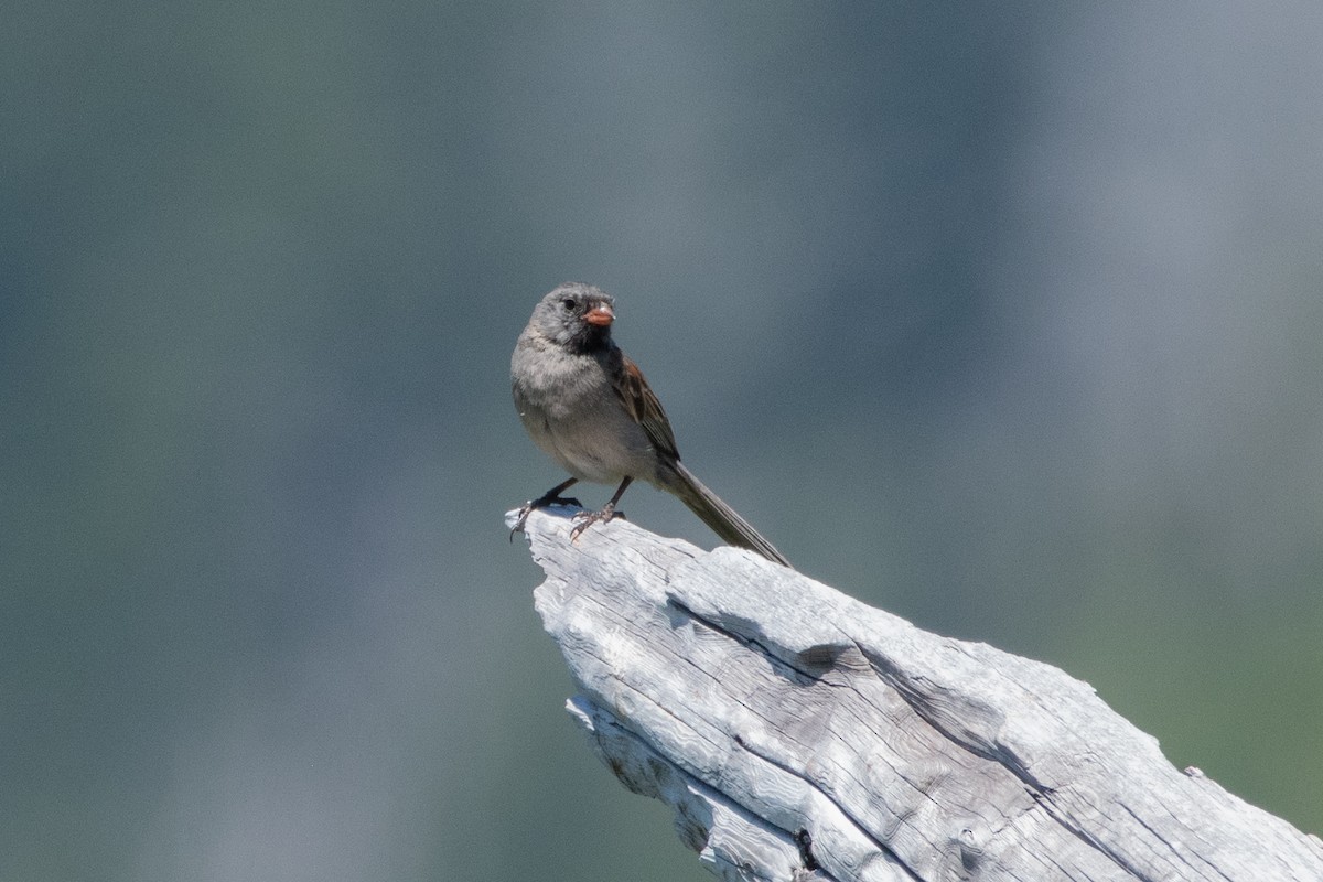 Black-chinned Sparrow - ML620804966
