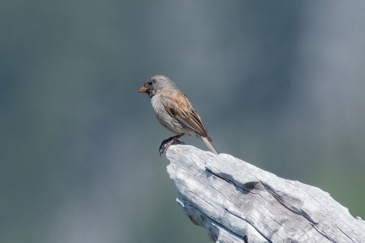 Black-chinned Sparrow - ML620804967