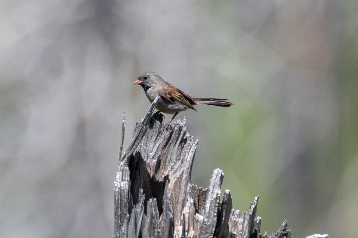 Black-chinned Sparrow - ML620804968