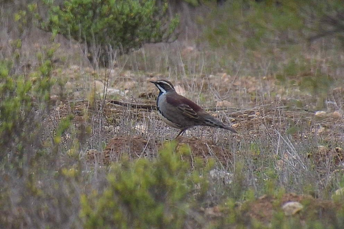 Chestnut Quail-thrush - ML620804975