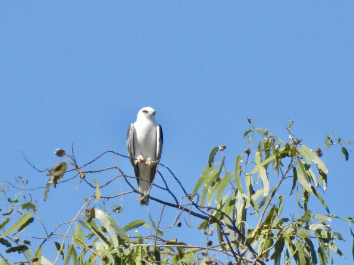 White-tailed Kite - ML620804985